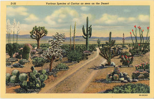 Cacti Varieties of the Southwest Desert Cactus Botanical Vintage Postcard (unused) - Vintage Postcard Boutique