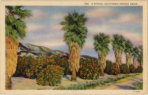California Orange Grove & Palm Trees Vintage Botanical Postcard (unposted) - Vintage Postcard Boutique