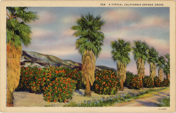 California Orange Grove & Palm Trees Vintage Botanical Postcard (unposted)