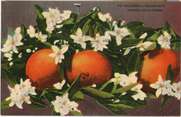 California Golden Fruit Oranges & Blossoms Vintage Botanical Postcard 1950