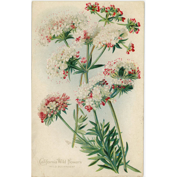 California Wild Flowers Buckwheat Vintage Botanical Postcard 1913