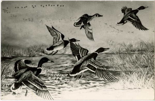 Mallard Ducks Nebraska B-29s Taking Off RPPC Vintage Bird Postcard 1946 L.L. Cooke