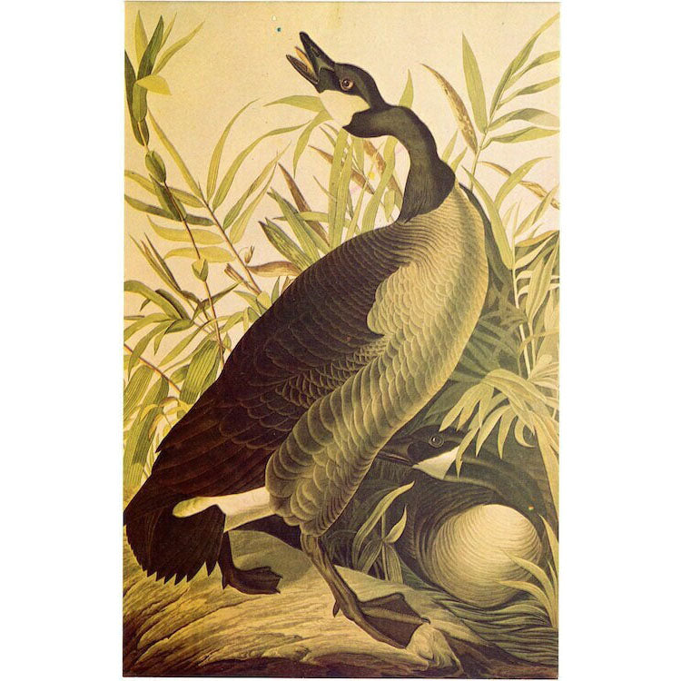 Canadian Goose James Audubon Vintage Bird Postcard (unused)