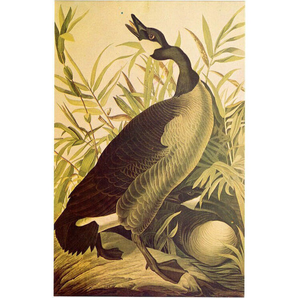 Canadian Goose James Audubon Vintage Bird Postcard (unused)