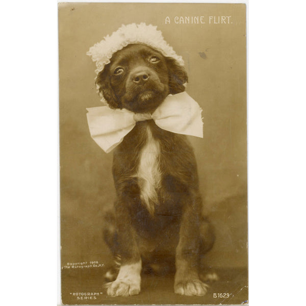 Canine Flirt Dog Wearing Bow & Bonnet Rotograph RPPC Vintage Postcard 1908