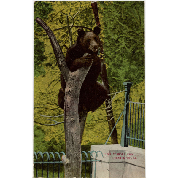Bear at Bever Park Cedar Rapids Iowa Vintage Postcard c. 1910s