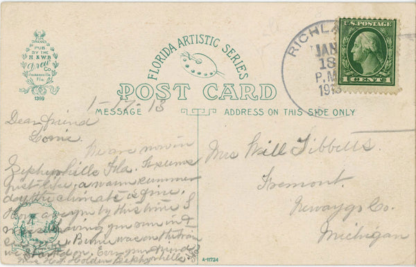 Celery Farm in Florida Vintage Botanical Postcard 1913