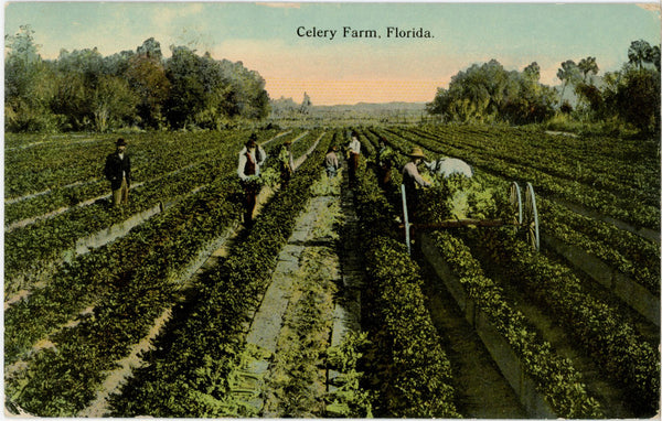 Celery Farm in Florida Vintage Botanical Postcard 1913