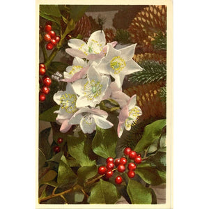 Laurel Cherry & Christmas Rose Helleborus Vintage Botanical Art Postcard THOR E GYGER (unused)