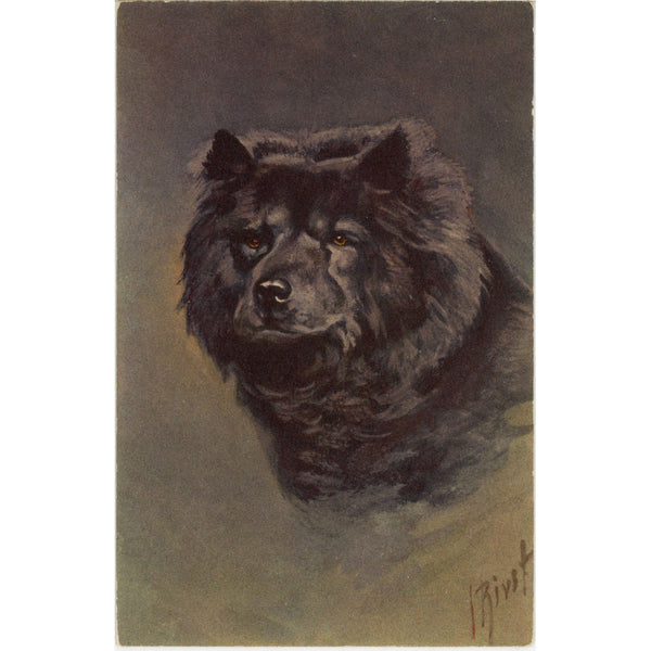 Chow Chow Portrait signed J BIRST Vintage Dog Postcard c. 1910