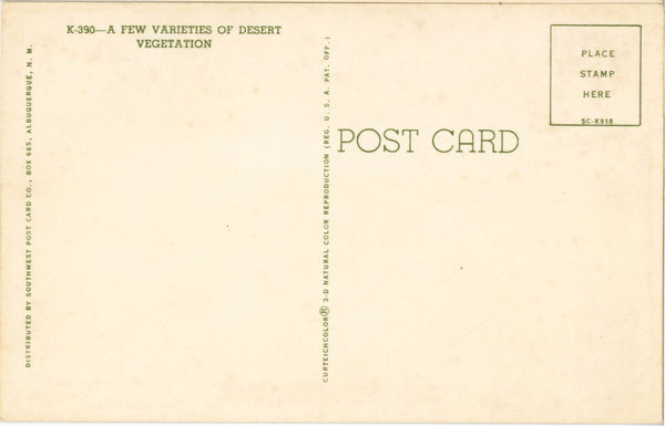 Cacti Varieties of the Southwest Desert Cactus Botanical Vintage Postcard (unused)