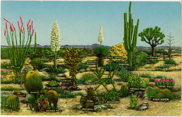 Cacti Varieties of the Southwest Desert Cactus Botanical Vintage Postcard (unused)