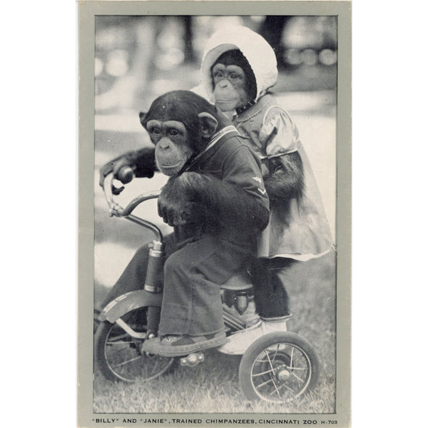 Trained Chimpanzees Riding Tricycle Cincinnati Ohio Zoo Vintage Postcard (unused)