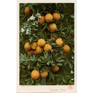 Cluster of Oranges Vintage Botanical Fruit Postcard undivided back 1903 (unposted) - Vintage Postcard Boutique