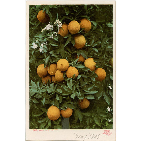 Cluster of Oranges Vintage Botanical Fruit Postcard undivided back 1903 (unposted)