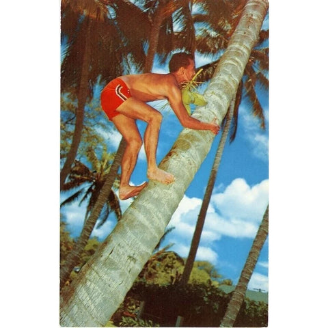 Hawaiian Cocopalm Tree Climber Hawaii Vintage Postcard (unused)