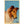 Collie Lovable Friend Vintage Dog Postcard (unused)