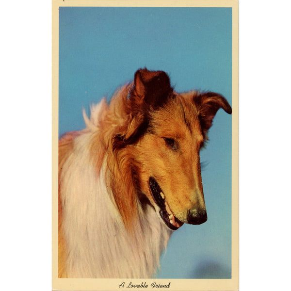 Collie Lovable Friend Vintage Dog Postcard (unused)