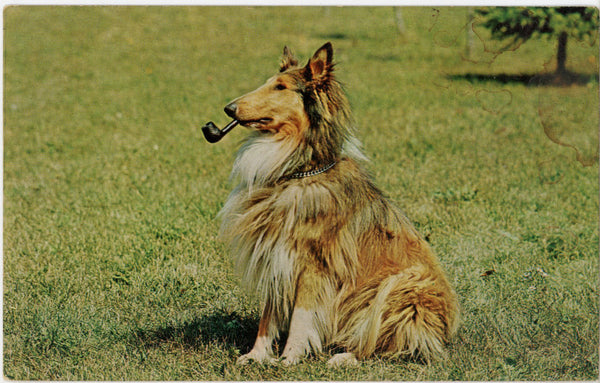 Collie Dog Smoking Pipe Vintage Postcard c. 1960s (unposted)
