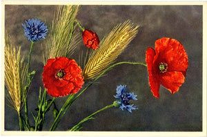 Corn Poppy & Corn Flower Vintage Botanical Art Postcard THOR E GYGER (unused)