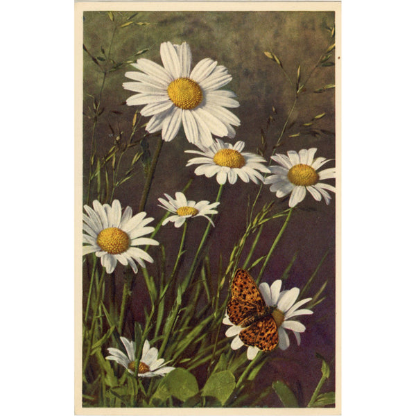 Ox-Eyed Daisy & Butterfly Vintage Botanical Art Postcard THOR E GYGER (unused)