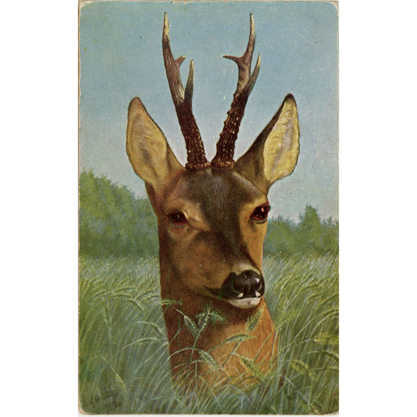 Roe Deer in Tall Grass signed Anton Schmitz Vintage Hunting Postcard c 1910s (unposted)