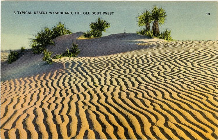 Southwest Desert Washboard Vintage Botanical Postcard (unused)