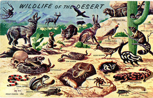 Wildlife of the Desert Vintage Postcard 1958 (unused) - Vintage Postcard Boutique