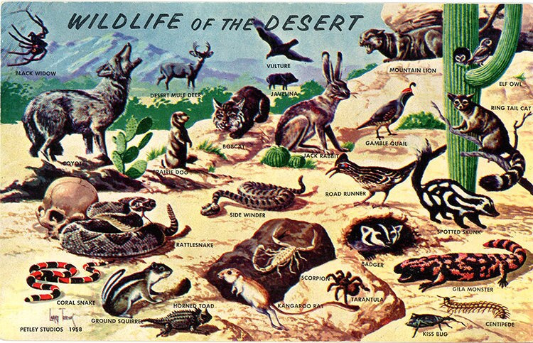 Wildlife of the Desert Vintage Postcard 1958 (unused)