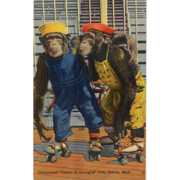 Dressed Chimpanzees Roller Skating Detroit Michigan Zoological Park Vintage Postcard (unused)