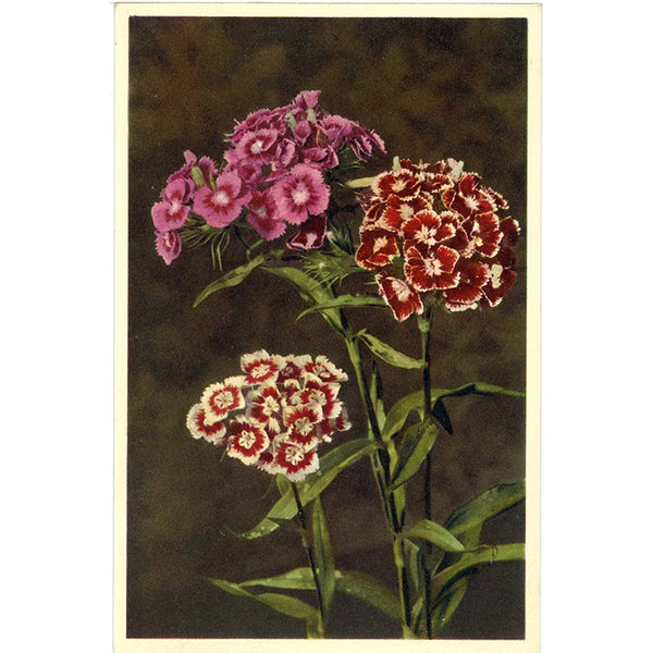Dianthus Spring Flower Vintage Botanical Art Postcard THOR E GYGER (unused) - Vintage Postcard Boutique