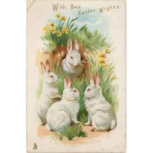 Embossed Vintage Easter Postcard White Bunnies Rabbits & Daisies c1910 Tucks - Vintage Postcard Boutique