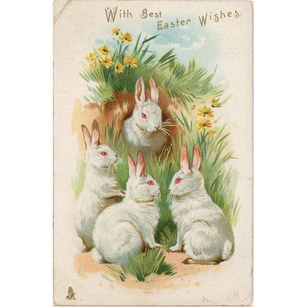 Embossed Vintage Easter Postcard White Bunnies Rabbits & Daisies c1910 Tucks