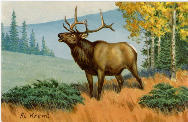 Vintage Wildlife Postcard Elk Signed by AL KREML 1958 (unposted)
