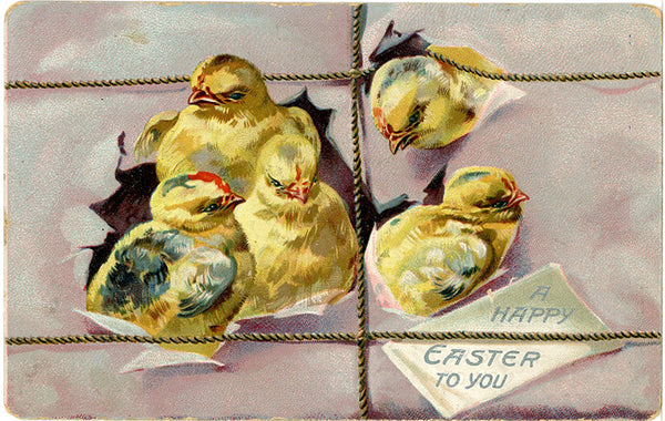 Vintage Embossed Easter Postcard Chicks TUCK'S 1910s