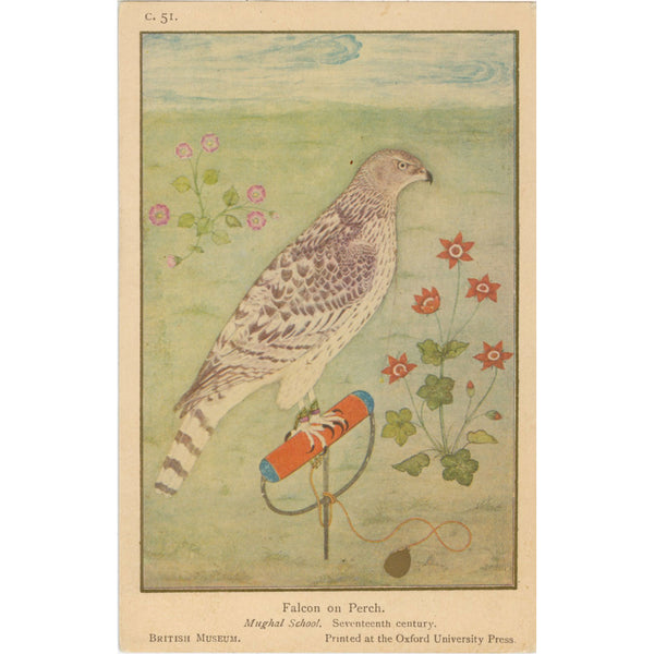Falcon on Perch British Museum London Bird Mughal School Art Vintage Bird Postcard (unused)