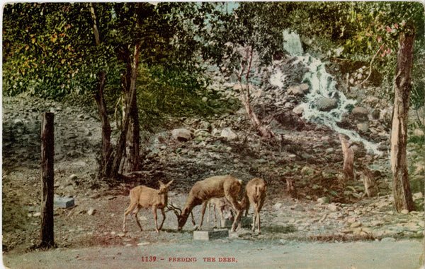 Feeding the Deer by Waterfall Vintage Wildlife Postcard c 1910s (unposted)