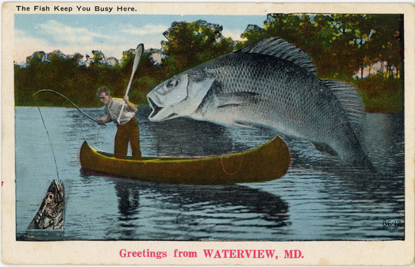 Fish Keep You Busy Here Vintage Fish Exaggeration Postcard c. 1920s (unposted)