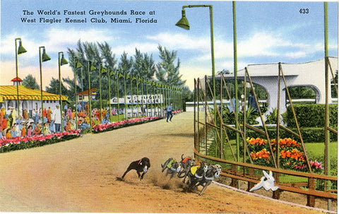 West Flagler Kennel Club Greyhound Racing Miami Florida Vintage Postcard (unused)