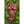 Flaming Tokay Grapes Vintage Botanical Postcard circa 1910 (unused) - Vintage Postcard Boutique