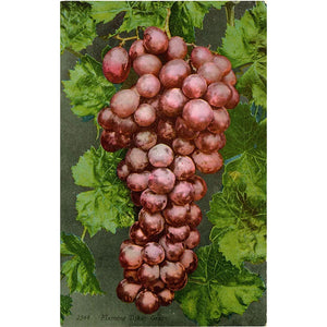Flaming Tokay Grapes Vintage Botanical Postcard circa 1910 (unused) - Vintage Postcard Boutique