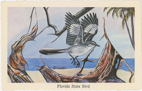 Florida State Bird - Mocking Bird Vintage Postcard Signed Artist Ken Haag (unused)