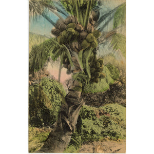 How Florida Coconuts Grow Palm Tree Vintage Hand Colored Botanical Postcard 1935 - Vintage Postcard Boutique