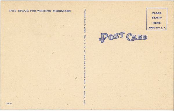 Florida Wildcat Bobcat Vintage Cat Postcard (unposted)