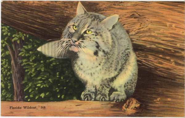 Florida Wildcat Bobcat Vintage Cat Postcard (unposted)