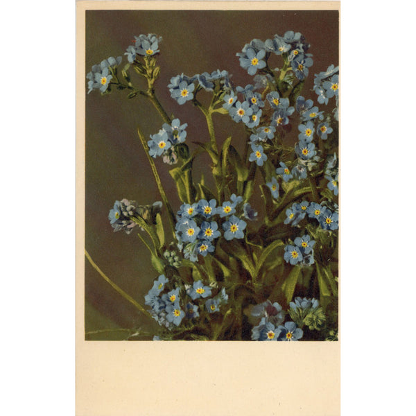 Alpine Forget Me Not Vintage Botanical Art Postcard THOR E GYGER (unused)