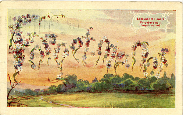 Language of Flowers Forget-me-not Vintage Botanical Postcard 1908 - Vintage Postcard Boutique
