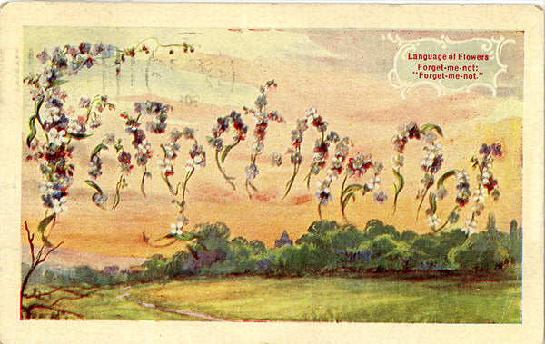 Language of Flowers Forget-me-not Vintage Botanical Postcard 1908