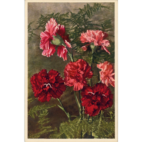 Dianthus Garden Pinks Vintage Botanical Art Postcard THOR E GYGER (unused)