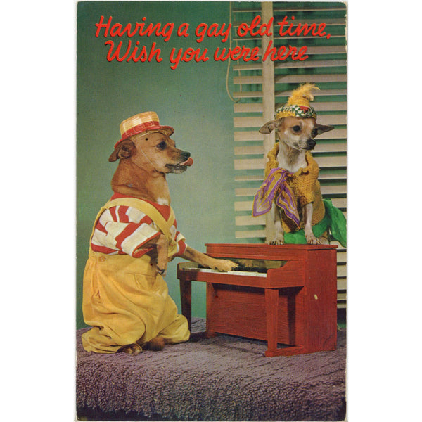 Dressed Dogs Playing Piano Having A Gay Old Time Vintage Postcard 1965